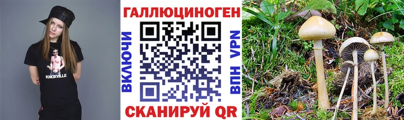 где можно купить   блэк спрут маркетплейс  Галлюциногенные грибы MAGIC MUSHROOMS  Купино 